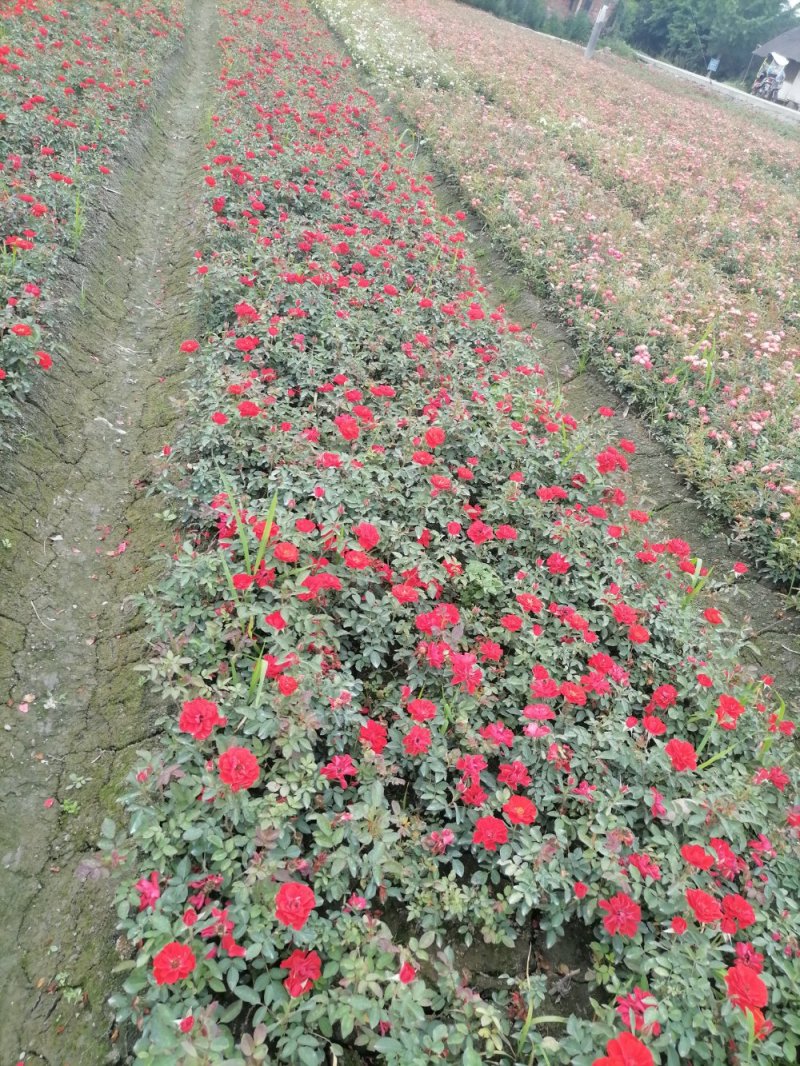 精品丰花月季，丰花月季杯苗