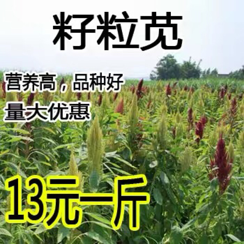 美国籽粒苋高蛋白鸡鸭鹅喜食