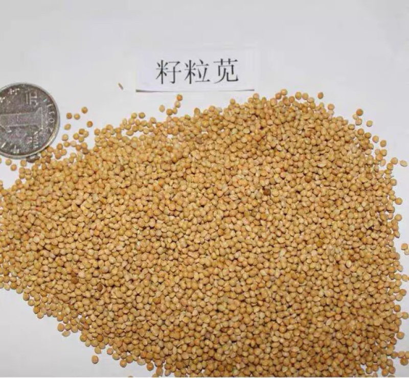 美国籽粒苋高蛋白鸡鸭鹅喜食