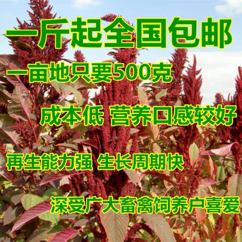 美国籽粒苋高蛋白鸡鸭鹅喜食