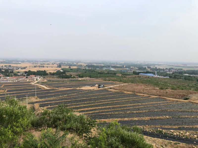 细致筛选大量供应优质蓝莓供应商超水果店批发市场