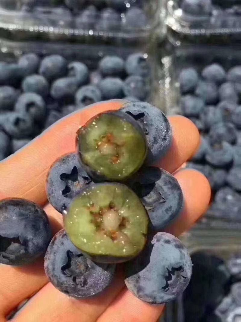 细致筛选大量供应优质蓝莓供应商超水果店批发市场