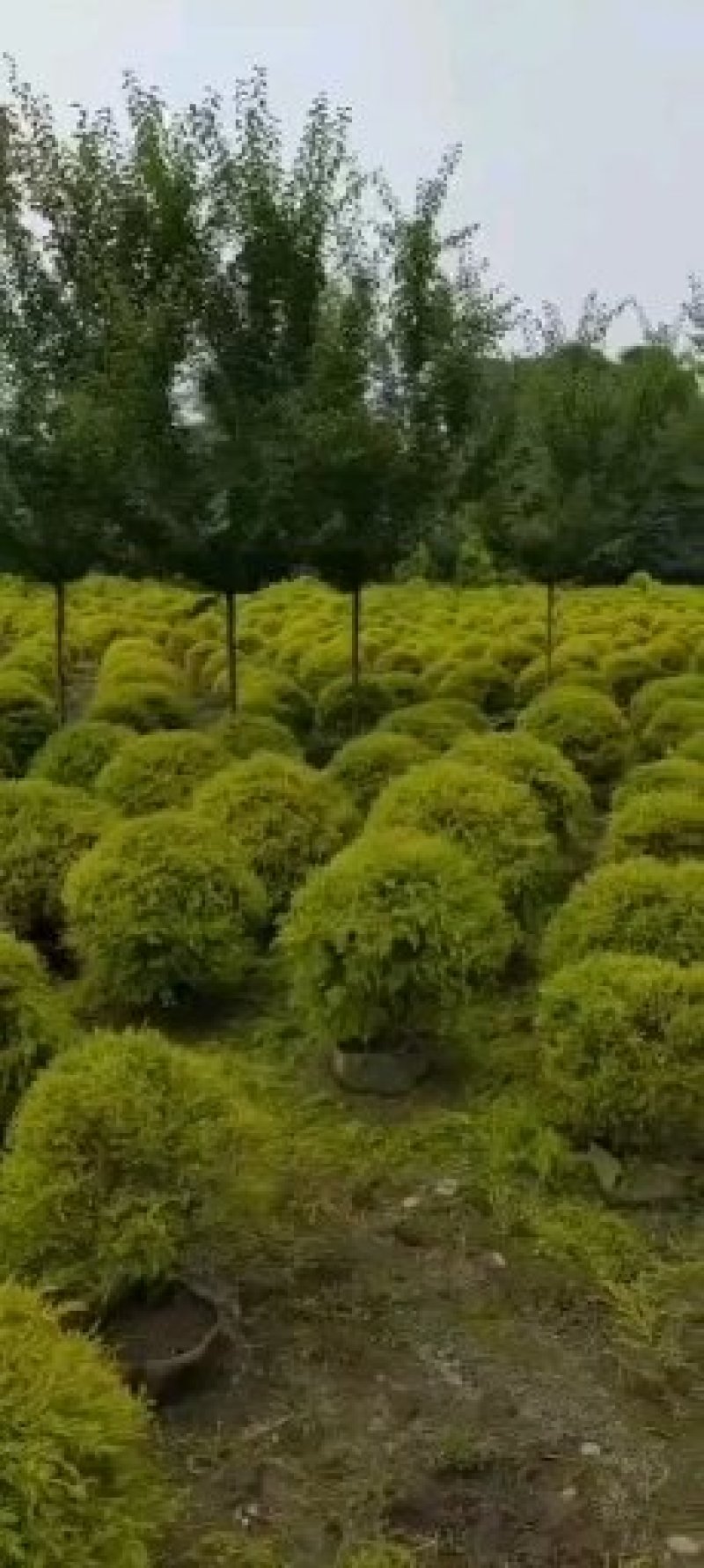 千层金基地，精品千层金球
