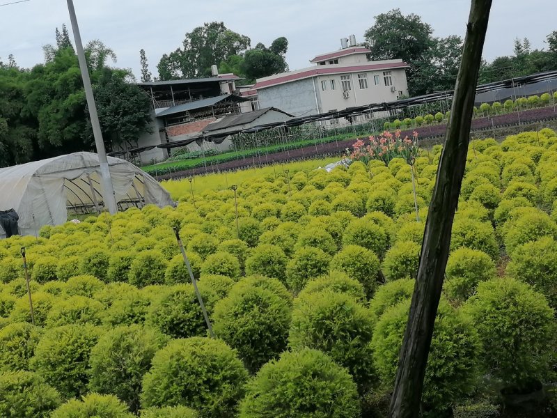 千层金基地，精品千层金球
