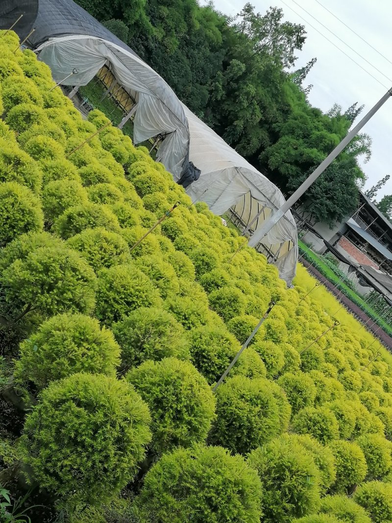 千层金基地，精品千层金球