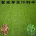 紫羊茅草坪种子耐寒耐旱耐践踏