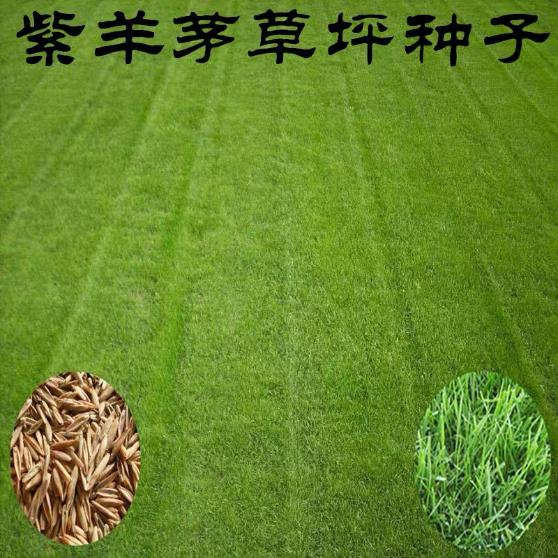 紫羊茅草坪种子耐寒耐旱耐践踏