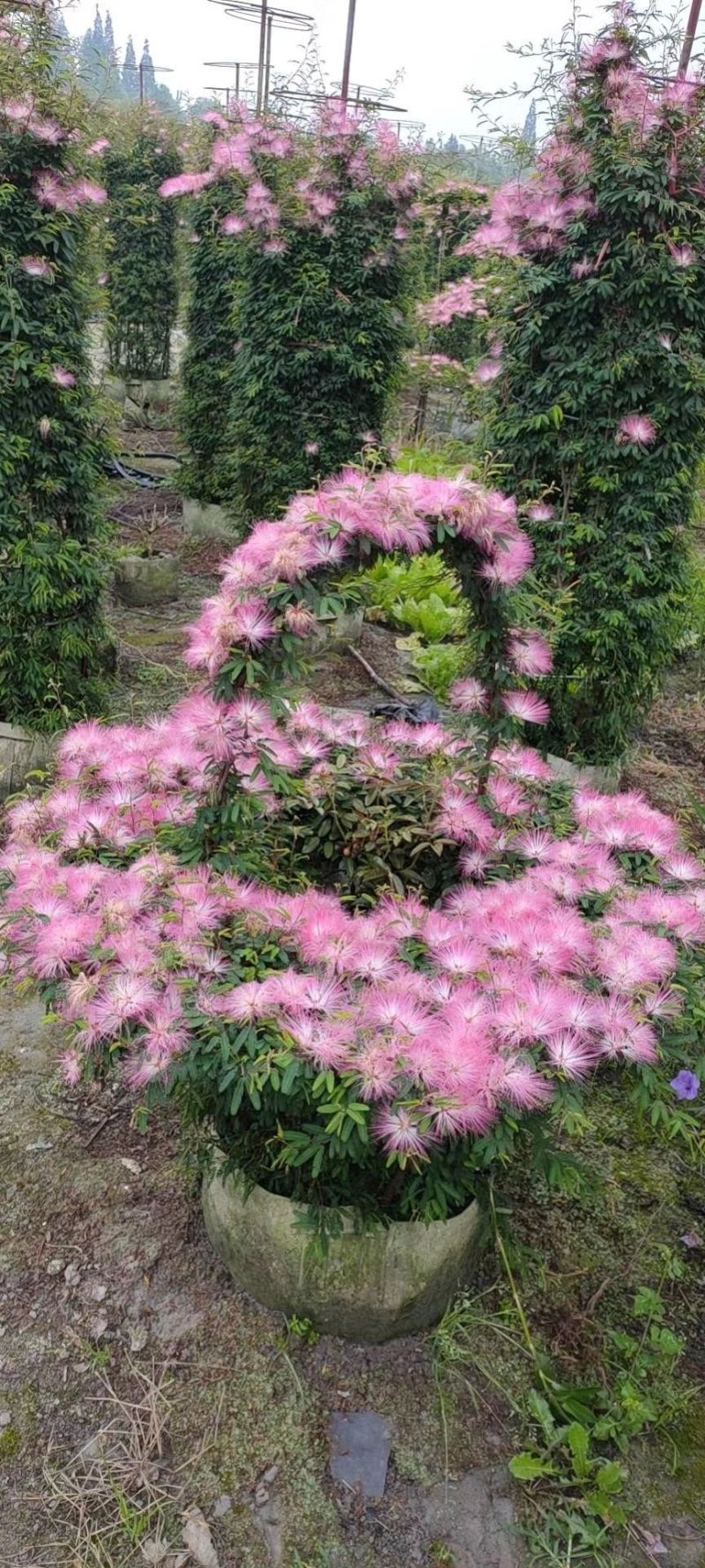 出售香水合欢合欢花造型四川成都货源欢迎咨询