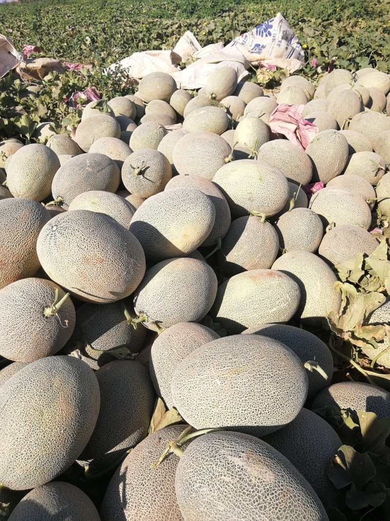 哈密瓜