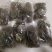 红薯小粉皮