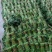 精品茼蒿大量有货，精品泡沫箱