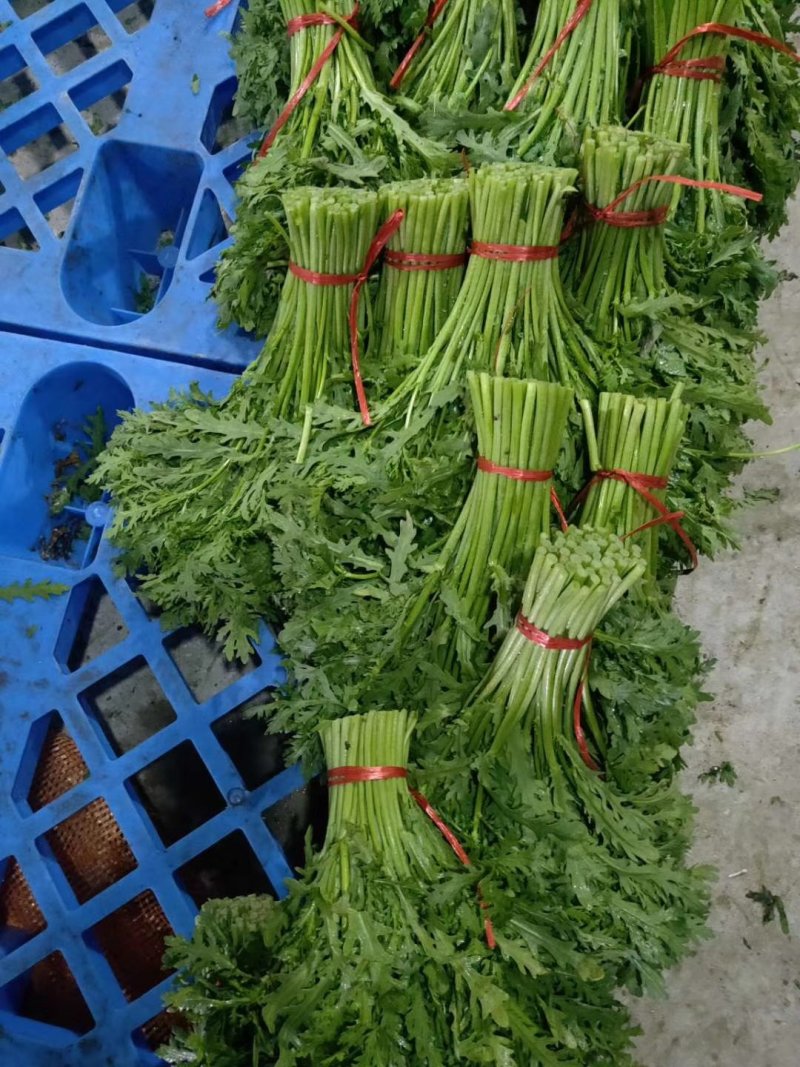 精品茼蒿大量有货，精品泡沫箱