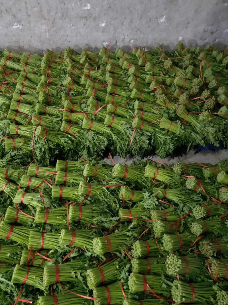 精品茼蒿大量有货，精品泡沫箱
