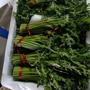 精品茼蒿大量有货，精品泡沫箱
