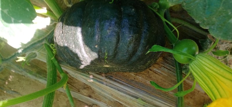 蜜冠南瓜，又名日本南瓜，黑皮南瓜