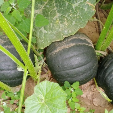 蜜冠南瓜，又名日本南瓜，黑皮南瓜