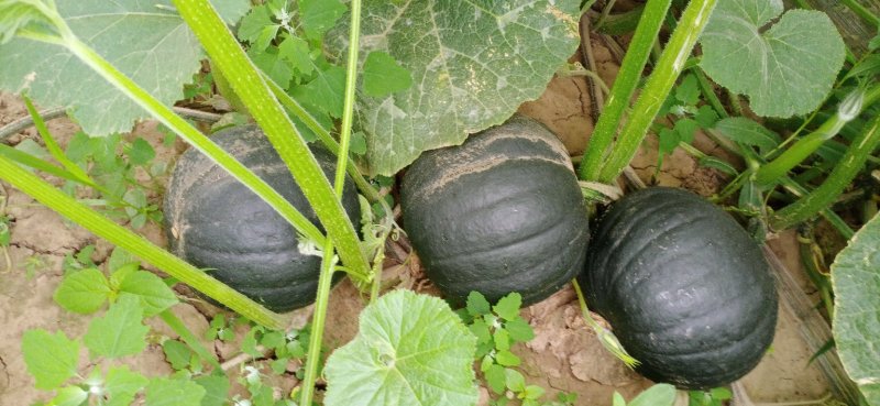 蜜冠南瓜，又名日本南瓜，黑皮南瓜