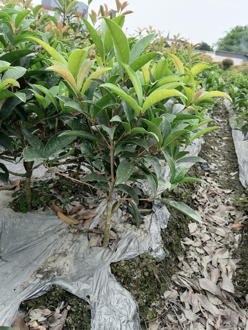 佛顶珠基地，精品佛顶珠。