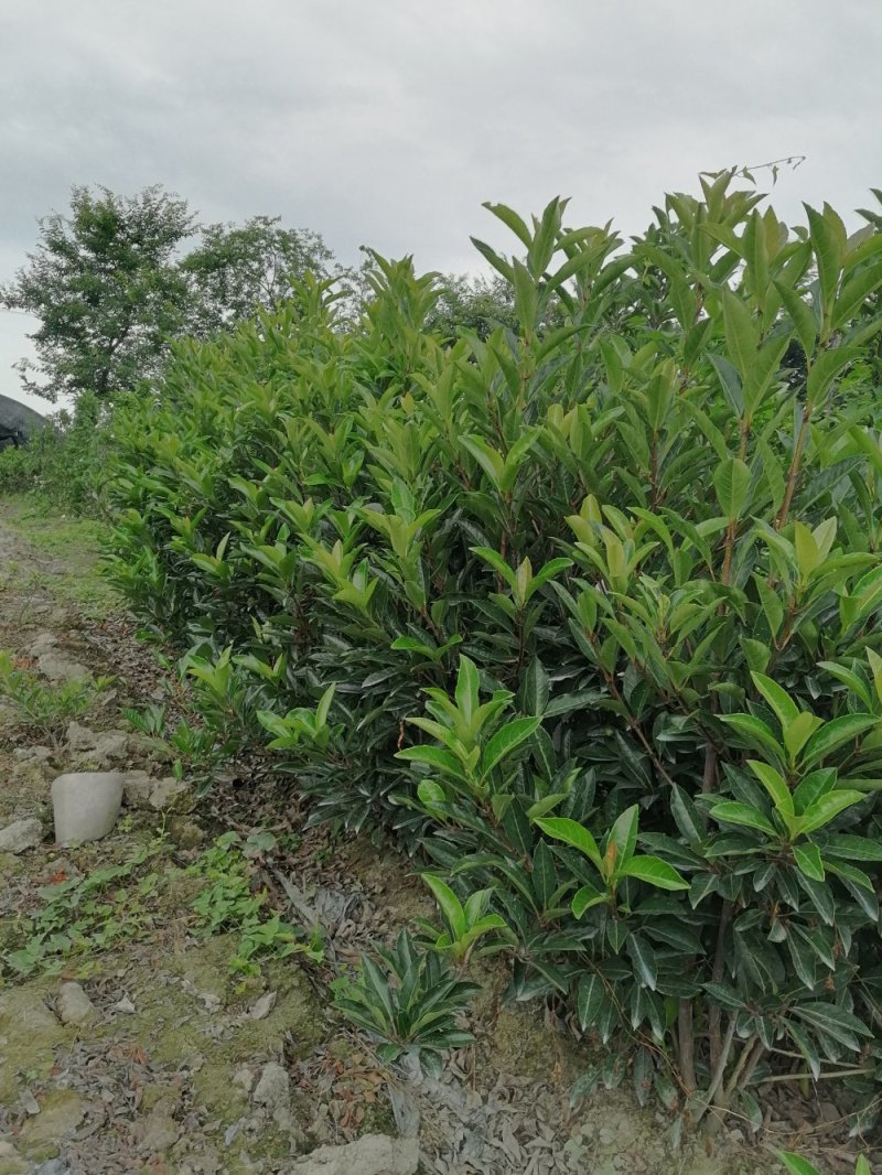 佛顶珠基地，精品佛顶珠。