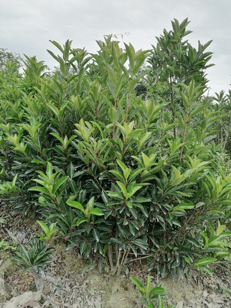 佛顶珠基地，精品佛顶珠。
