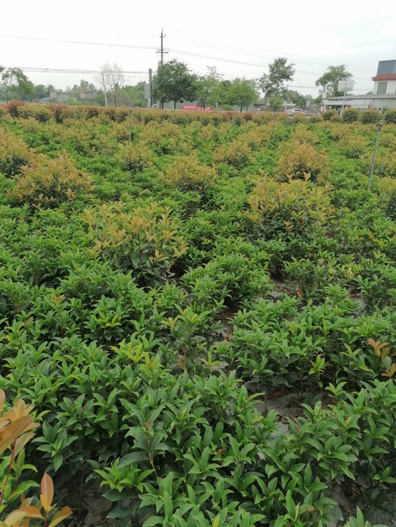 佛顶珠基地，精品佛顶珠。