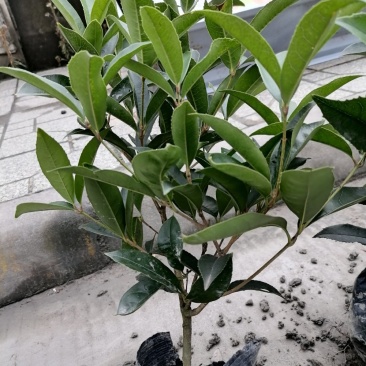 佛顶珠基地，精品佛顶珠。