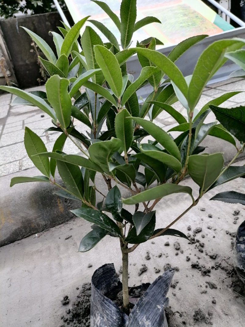 佛顶珠基地，精品佛顶珠。