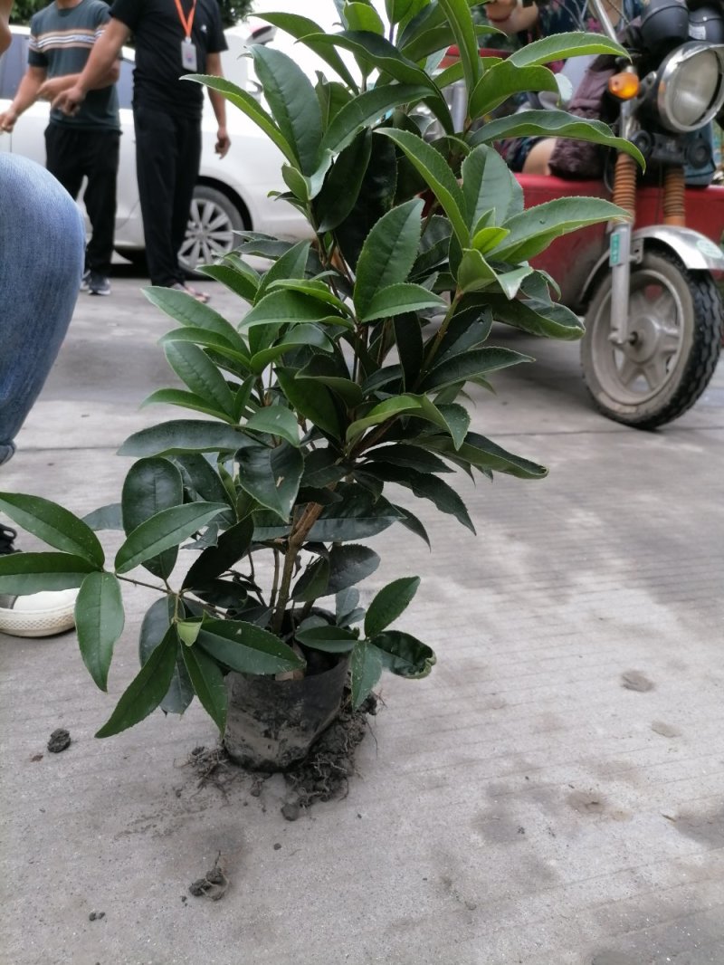 佛顶珠基地，精品佛顶珠。