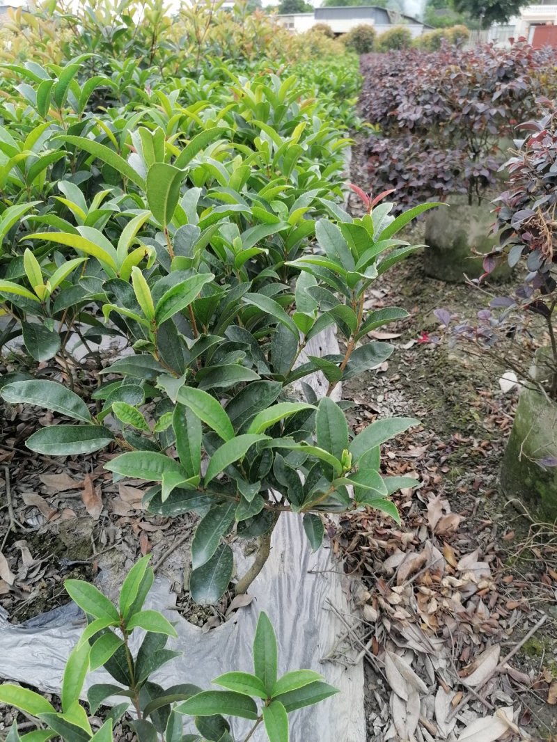 佛顶珠基地，精品佛顶珠。