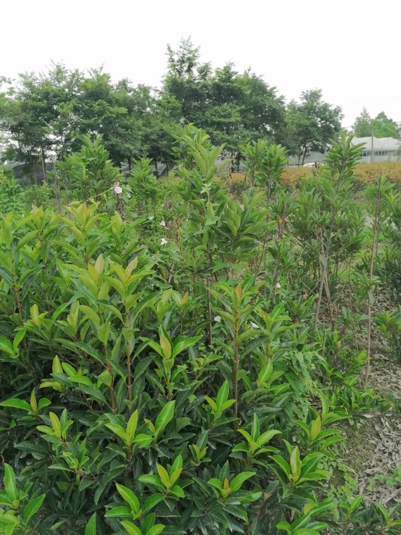 佛顶珠基地，精品佛顶珠。