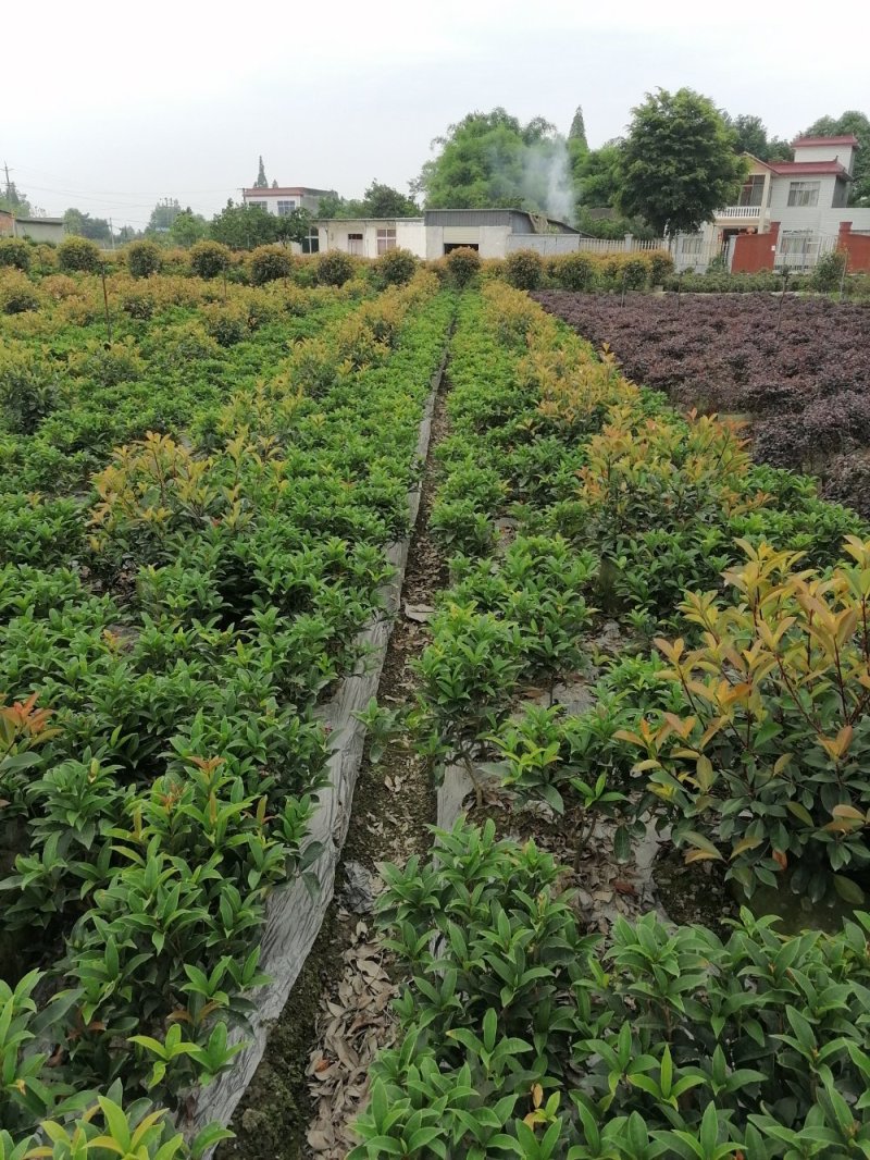 佛顶珠基地，精品佛顶珠。