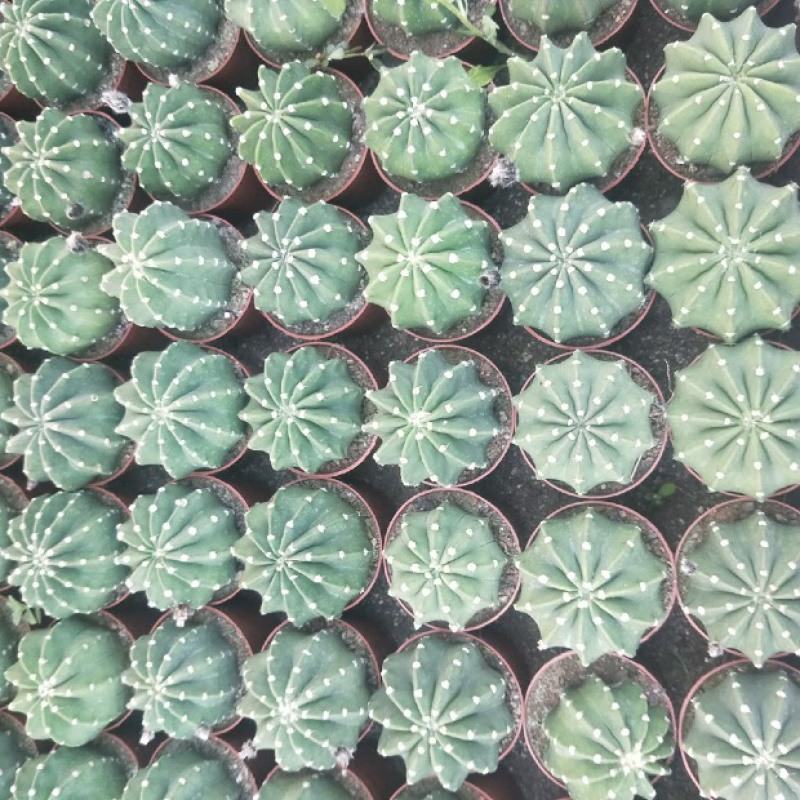 仙人球混装，各种仙人球都有小球规格，适合地毯经济