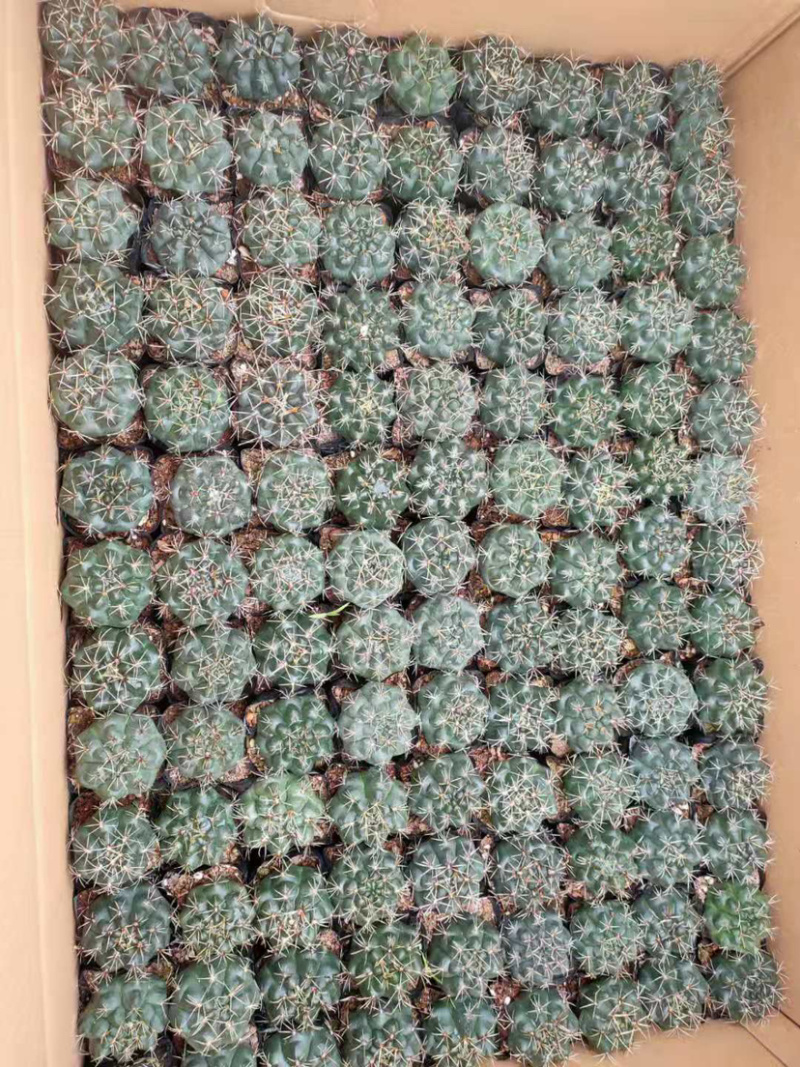 仙人球混装，各种仙人球都有小球规格，适合地毯经济