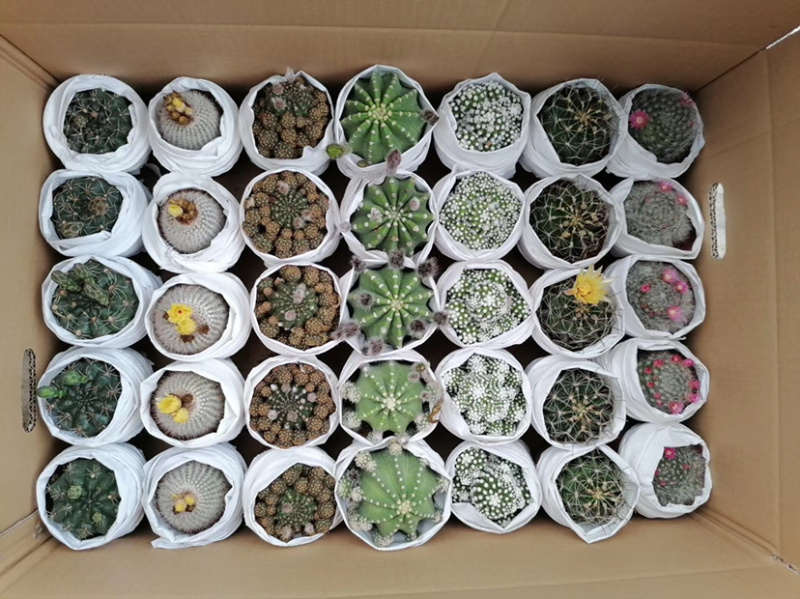 仙人球混装，各种仙人球都有小球规格，适合地毯经济
