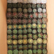 仙人球混装，各种仙人球都有小球规格，适合地毯经济