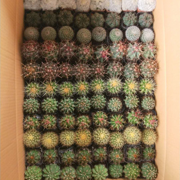 仙人球混装，各种仙人球都有小球规格，适合地毯经济