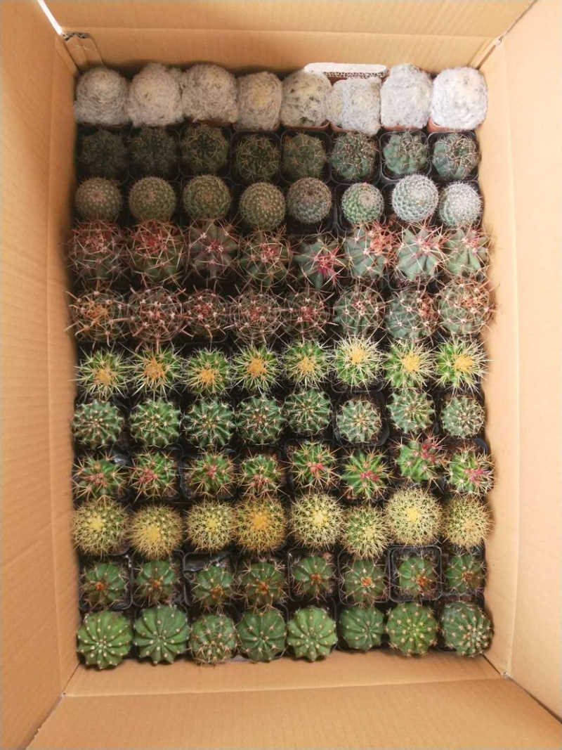 仙人球混装，各种仙人球都有小球规格，适合地毯经济