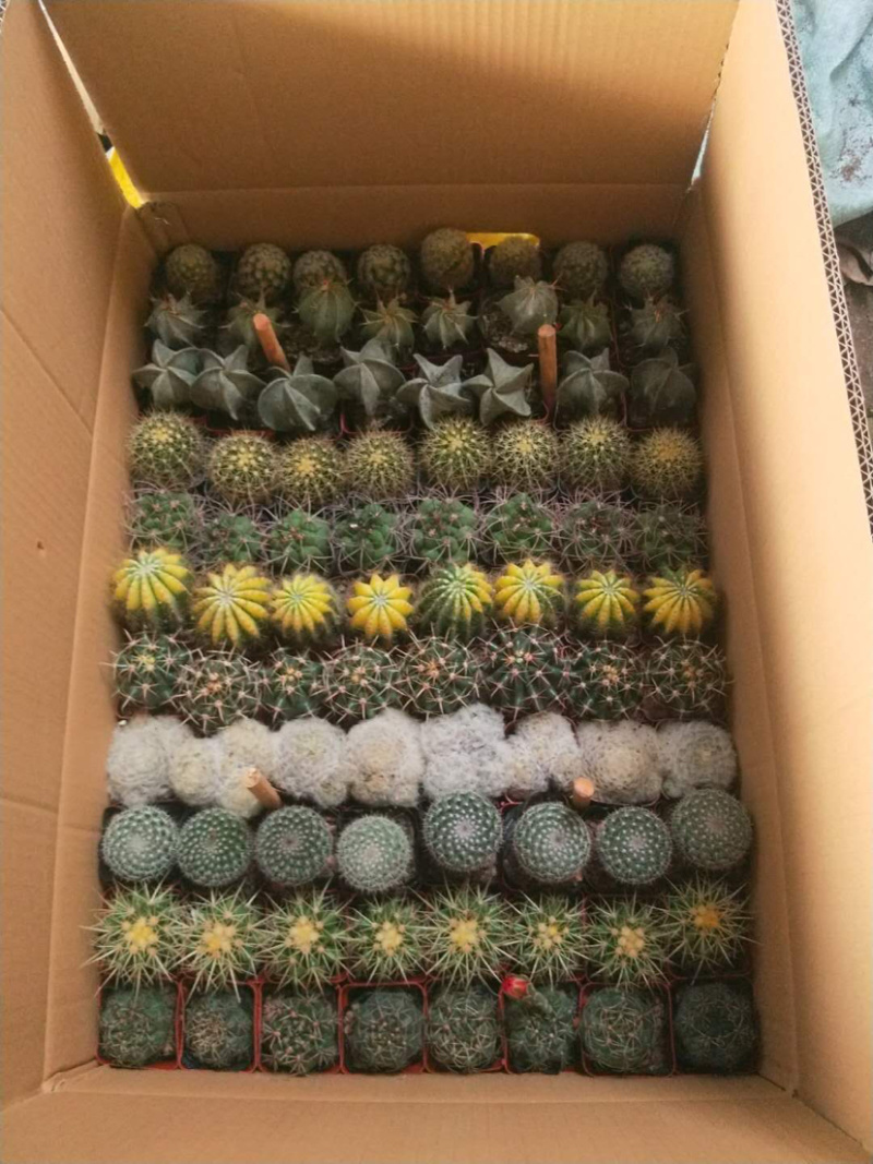 仙人球混装，各种仙人球都有小球规格，适合地毯经济