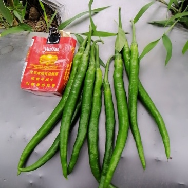 本地二荆条