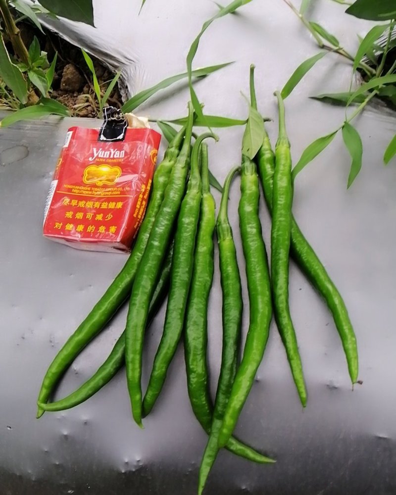 本地二荆条