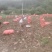 会理县老品种黄心洋芋