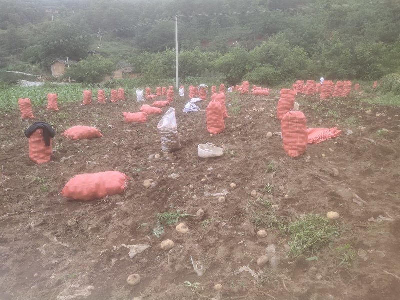 会理县老品种黄心洋芋
