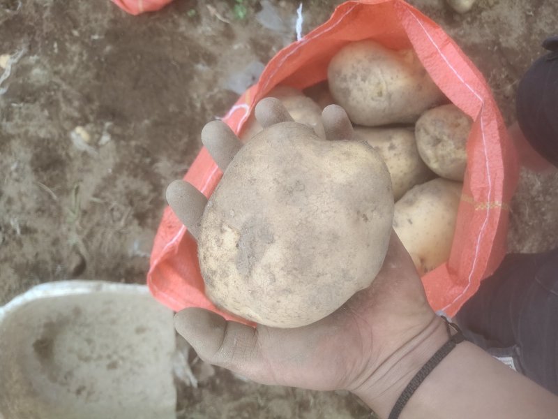 会理县老品种黄心洋芋