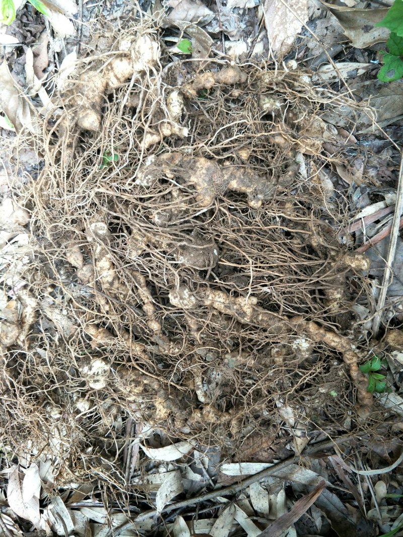 野生多花姜型甜黄精种苗