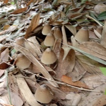 食用菌/夏至菇/鸡枞菌