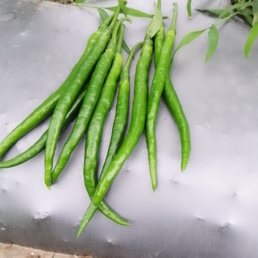蔬菜