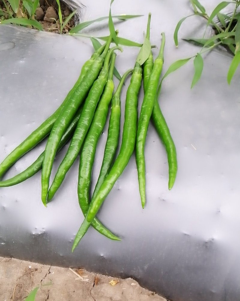 蔬菜