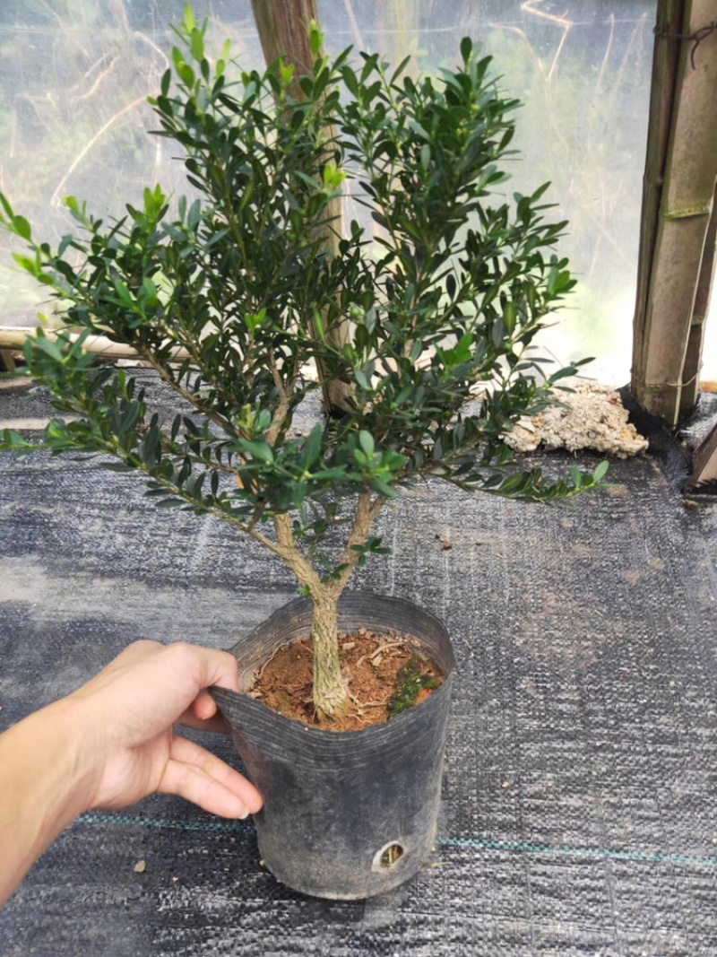 黄杨