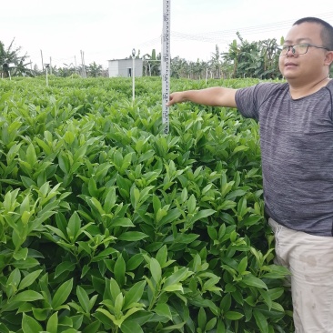 非洲茉莉