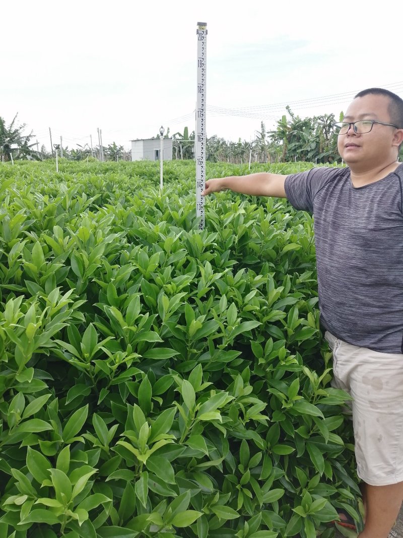 非洲茉莉